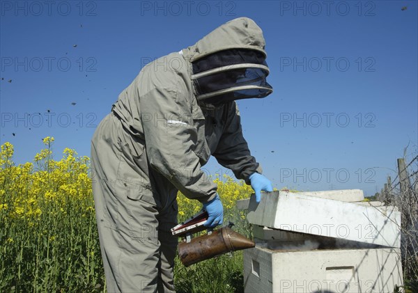 Beekeeper smoking Western Honey Bee