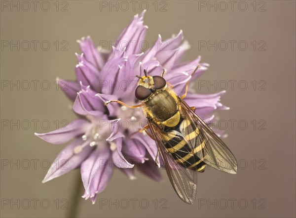 Common ribbon hoverfly