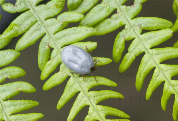 Sheep Tick