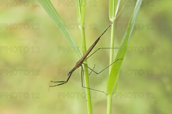 Stick bug