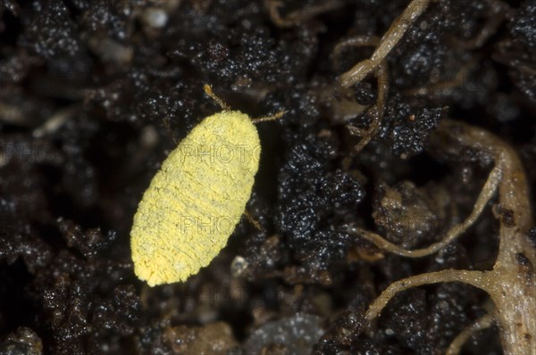 Golden root mealybug