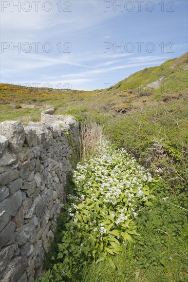 Ramsons