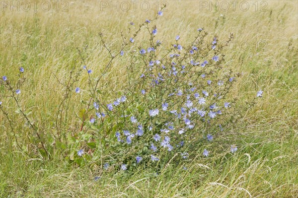 Common chicory