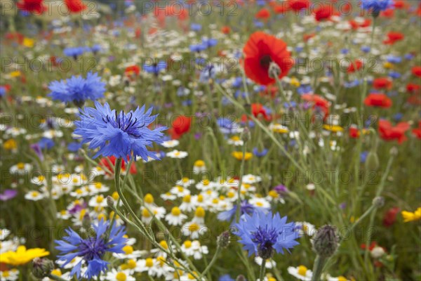 Cornflower