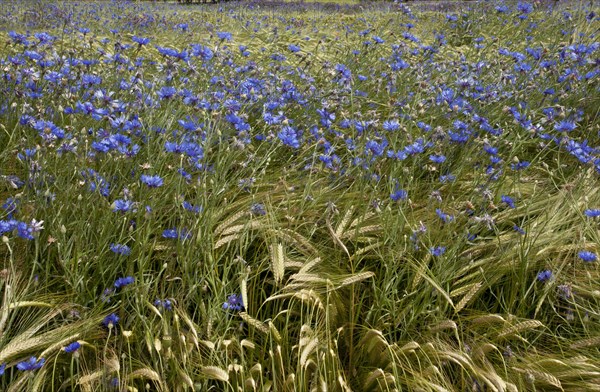 Cornflower