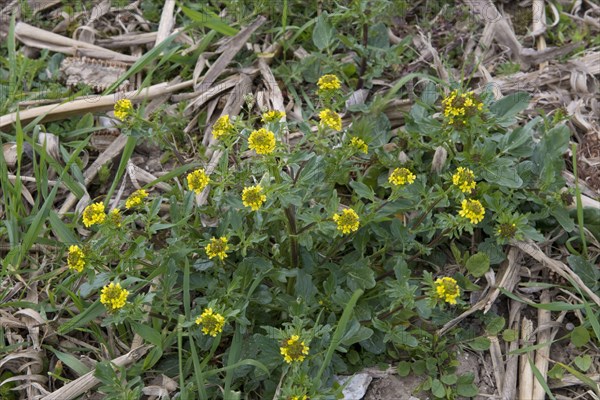 Wintercress