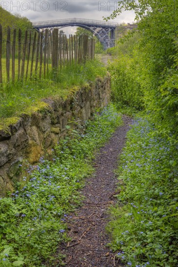 Forget-me-not