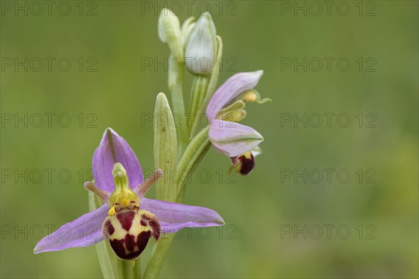 Bee orchid