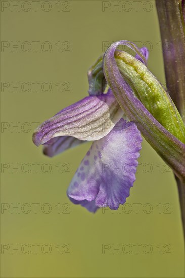 Green-winged orchid