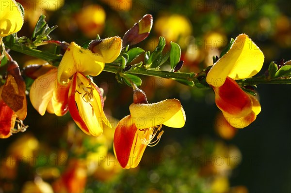 Broom close-up of common broom