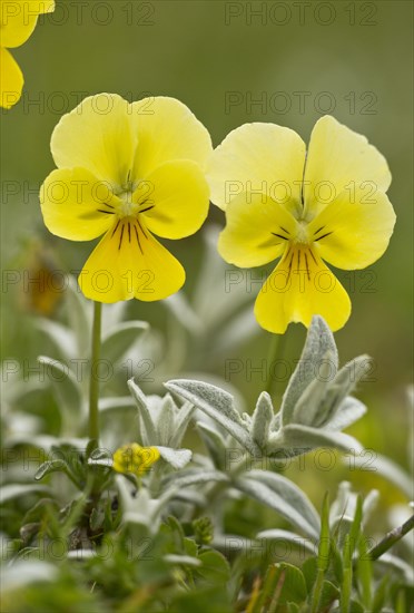 Eugenia's pansy