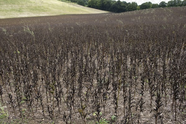 Field bean rust