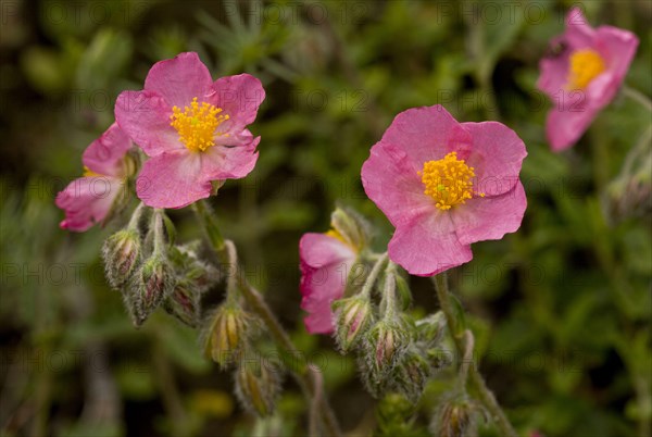 Pink Rockrose