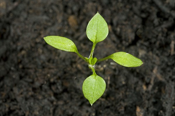 Seedling cotyledons and first true leaves forming of chickweed