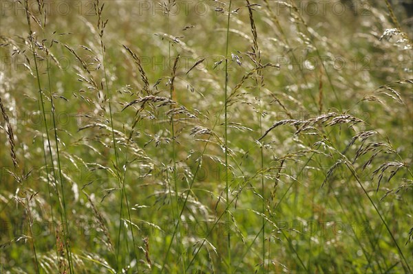 Tufted tussock grass