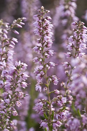 Flowering common heather