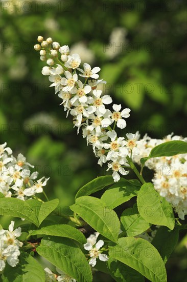 European bird cherry