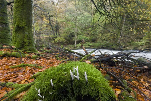 Candle-snuff Fungus