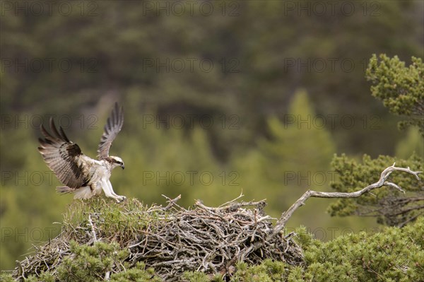 Osprey