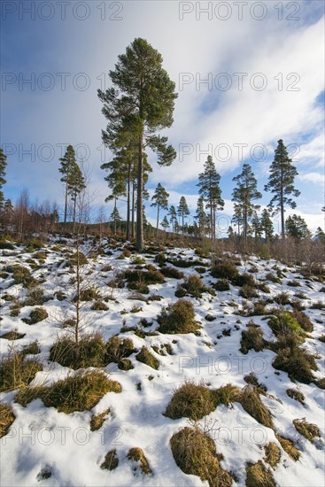 Scots Pine