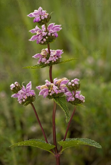 Flowering tuberous Jerusalem sage