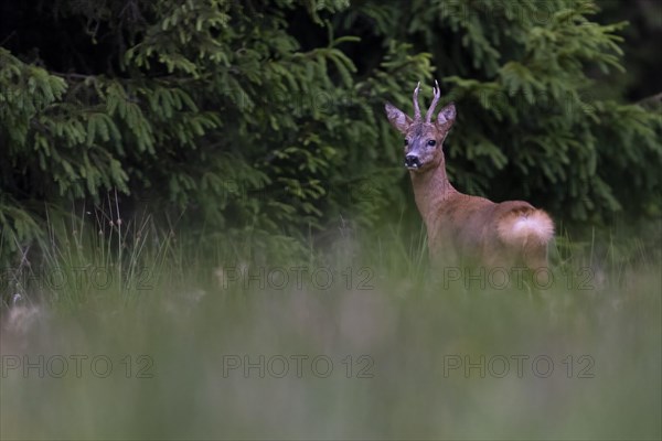 European roe deer