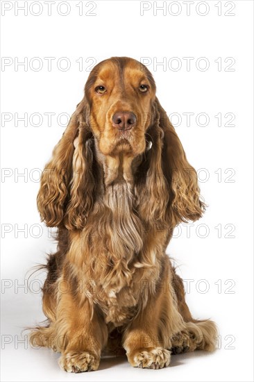 English Cocker Spaniel