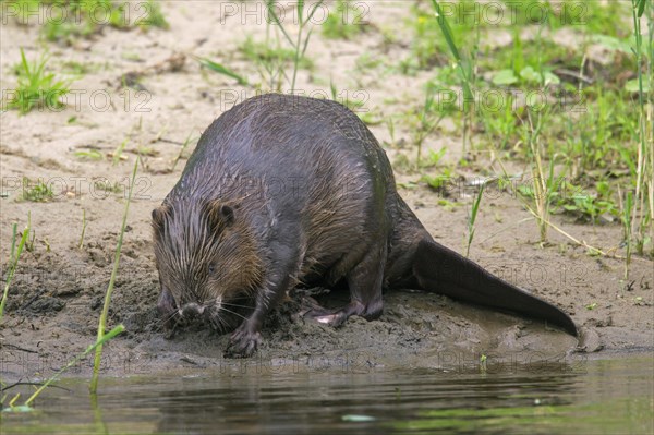 Eurasian beaver