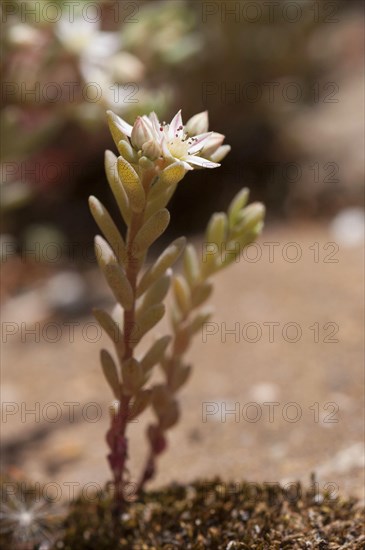 Spanish stonecrop