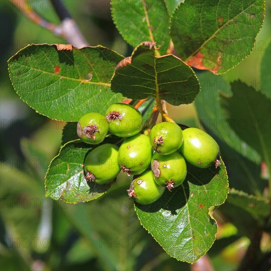 Dwarf mealberry