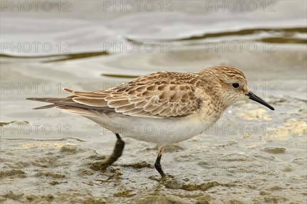 Least Sandpiper