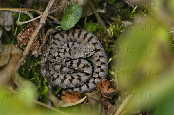 Asp viper