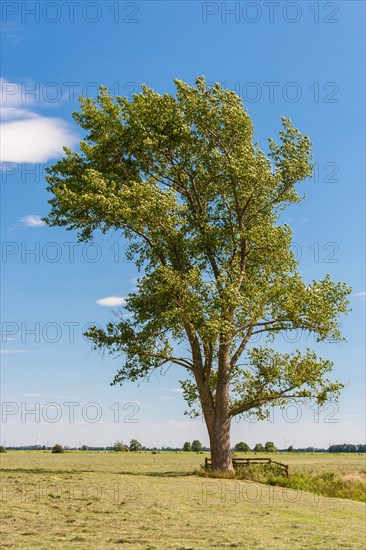 x canescens GREY POPLAR