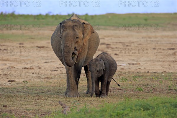 Asian sri lankan elephant