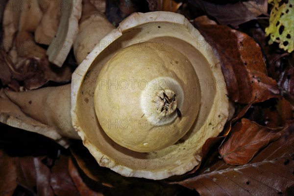 Ruffed Earth Star