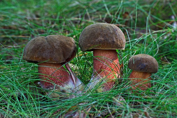 Flake stem witch boletus