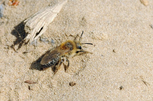 Spring Silk Bee