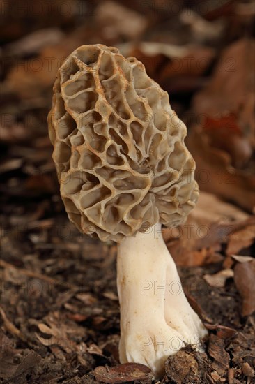 Edible morel