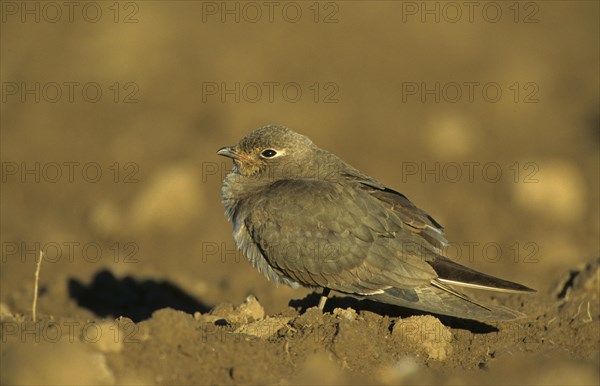 Collared Pratincole