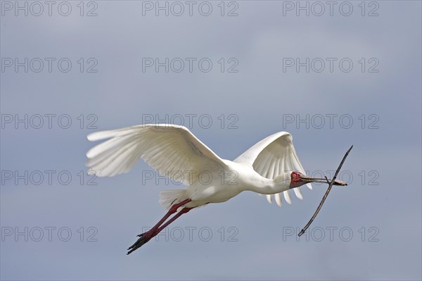 Narrow-billed Spoonbill