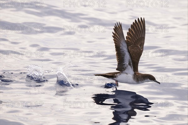 Tropical Shearwater