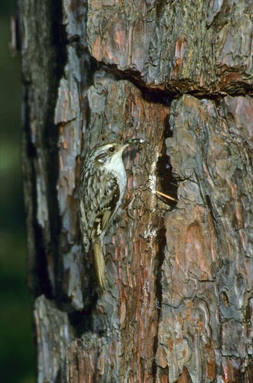 Short-toed treecreeper