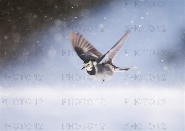 Pied Wagtail