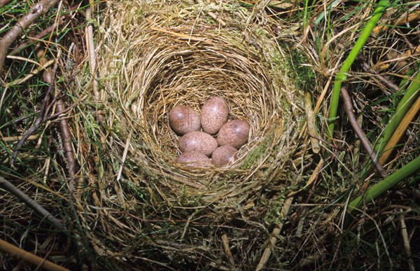 Nest and eggs of the common grasshopper warbler