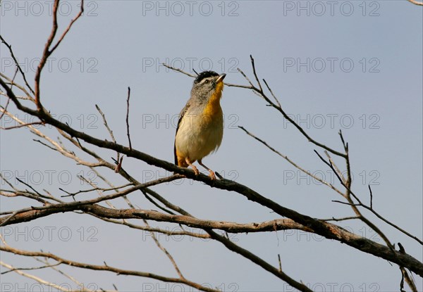 Spotted Pardalote