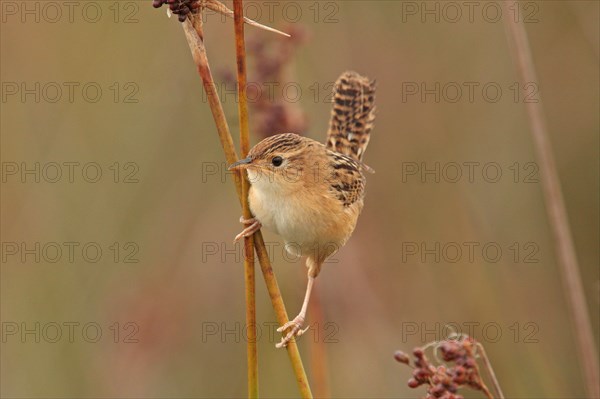 Sedge Wren