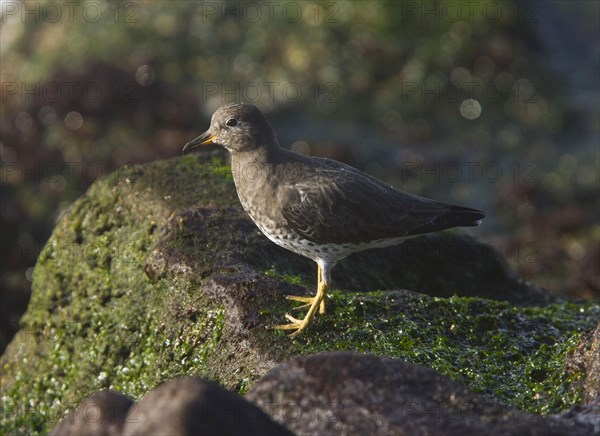 Surfbird