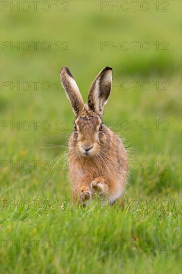 European Hare