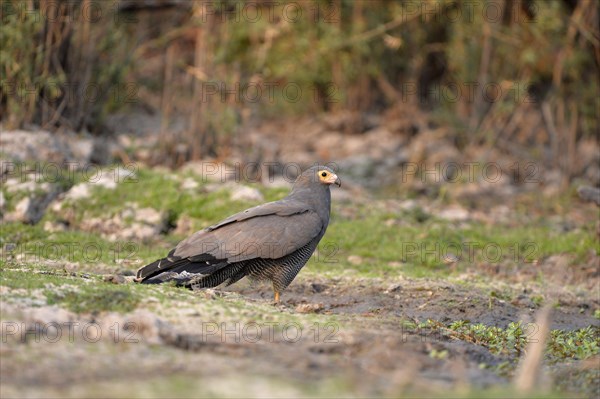 Harrier-hawk