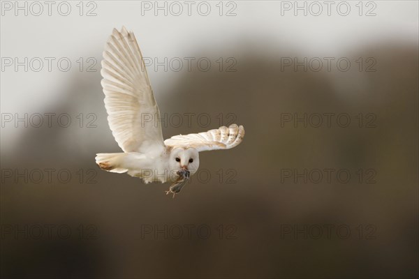 Common barn owl